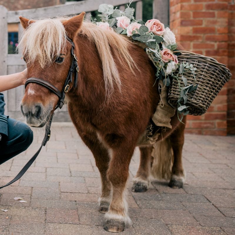 Jack Confetti Pony
